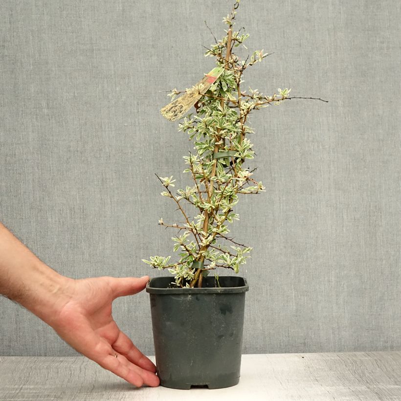 Pyracantha palustris Sparkler 2L/3L pot sample as delivered in summer