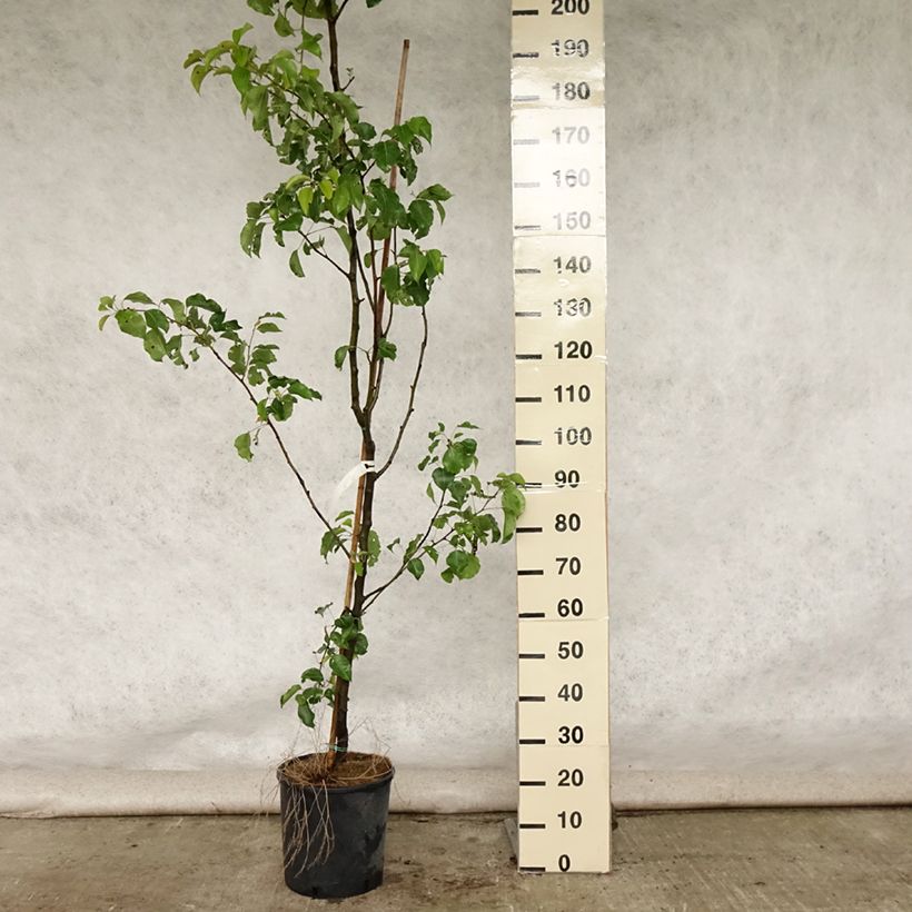 Pyrus calleryana Chanticleer - Callery Pear 7.5L/10L pot sample as delivered in summer