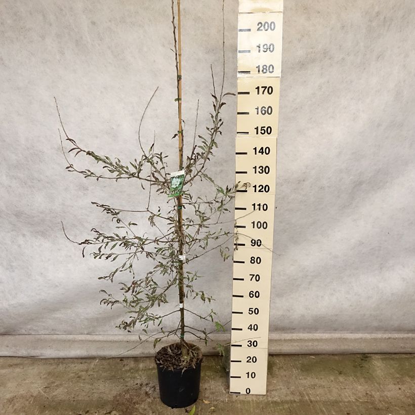 Pyrus salicifolia Pendula - Pendulous Willow-leaved Pear 7.5L/10L pot sample as delivered in autumn