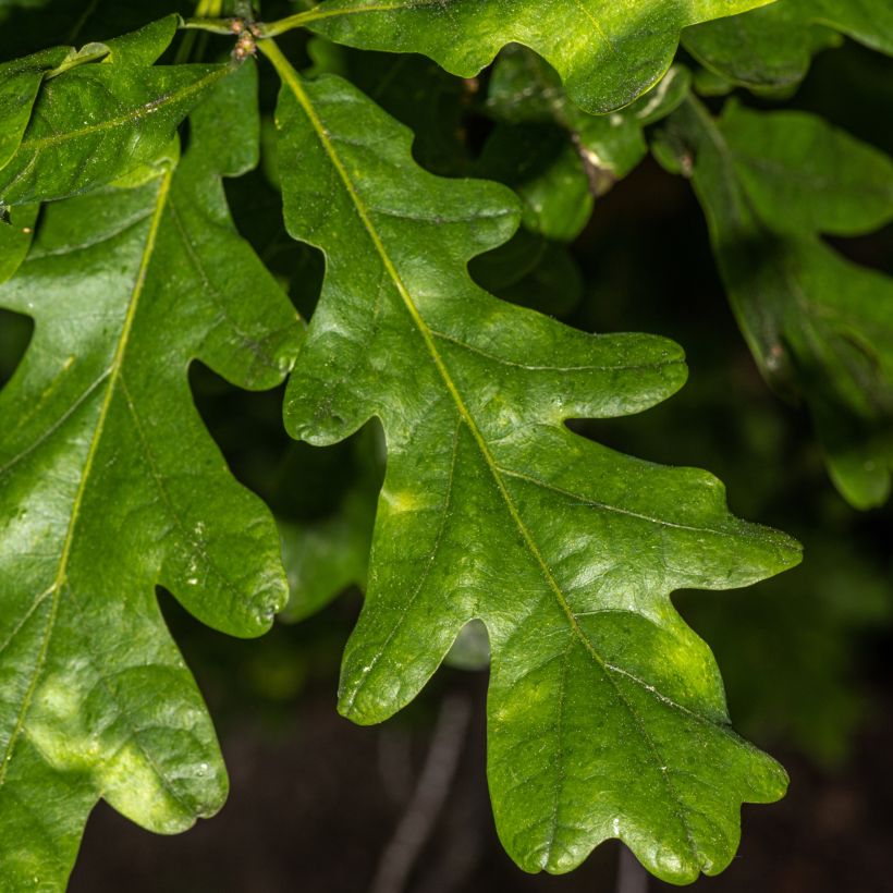 Quercus bimundorum Crimson spire (Foliage)