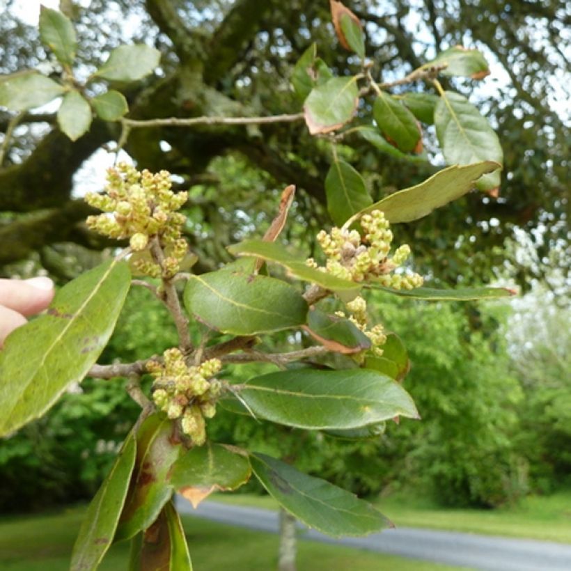 Holm oak - Quercus ilex (Foliage)