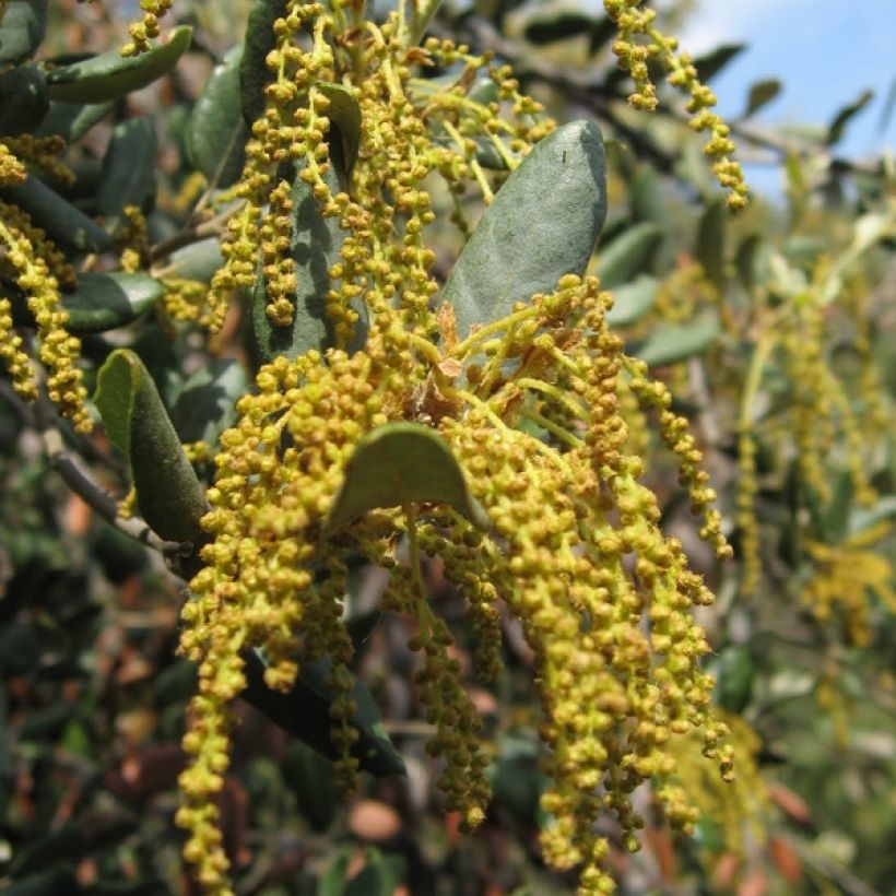 Holm oak - Quercus ilex (Flowering)