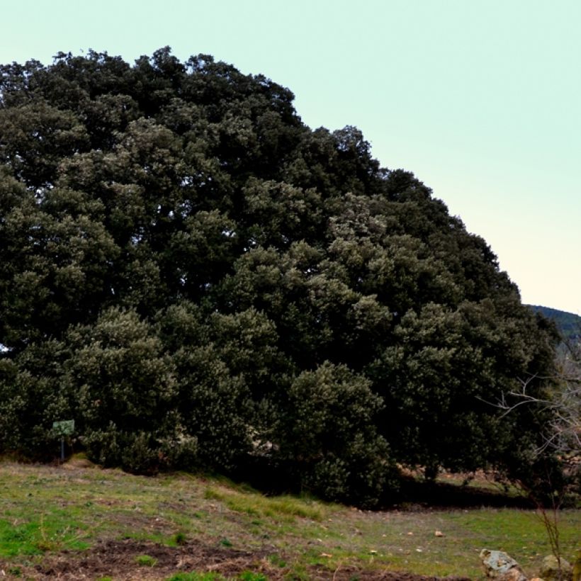 Holm oak - Quercus ilex (Plant habit)