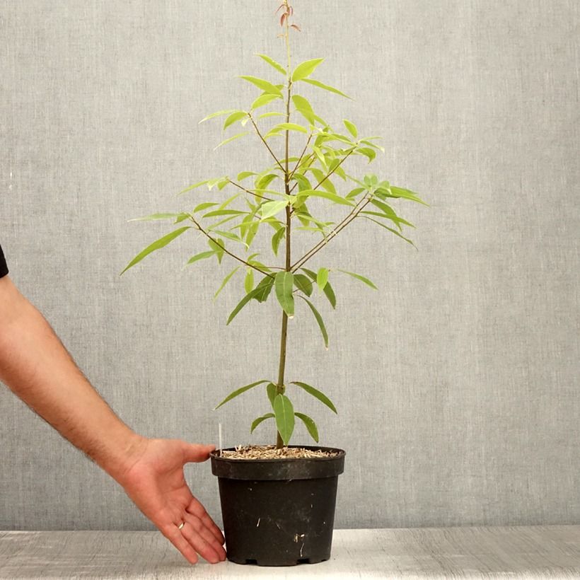 Quercus myrsinifolia 3L/4L pot sample as delivered in summer