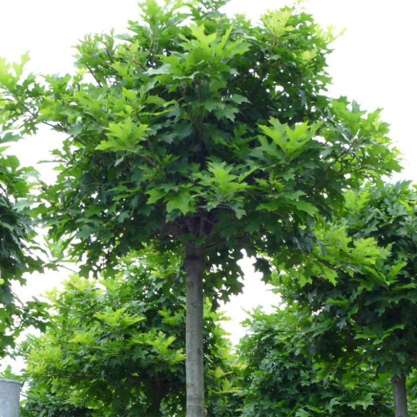 Quercus palustris Green Dwarf - Pin Oak (Plant habit)