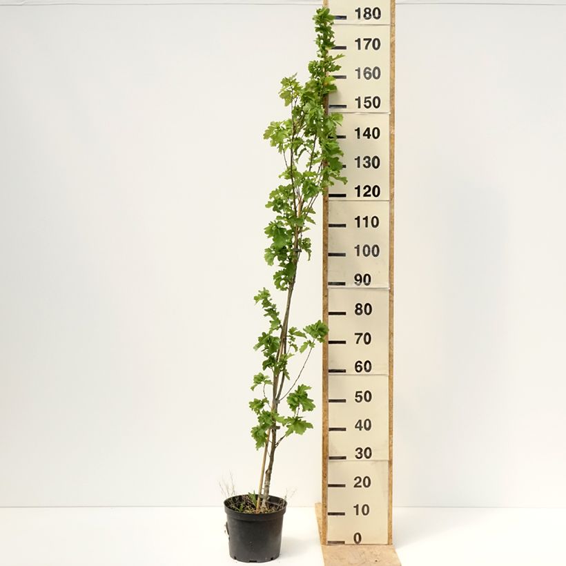 Quercus robur Facrist - English oak 4L/5L pot 160/180cm sample as delivered in spring