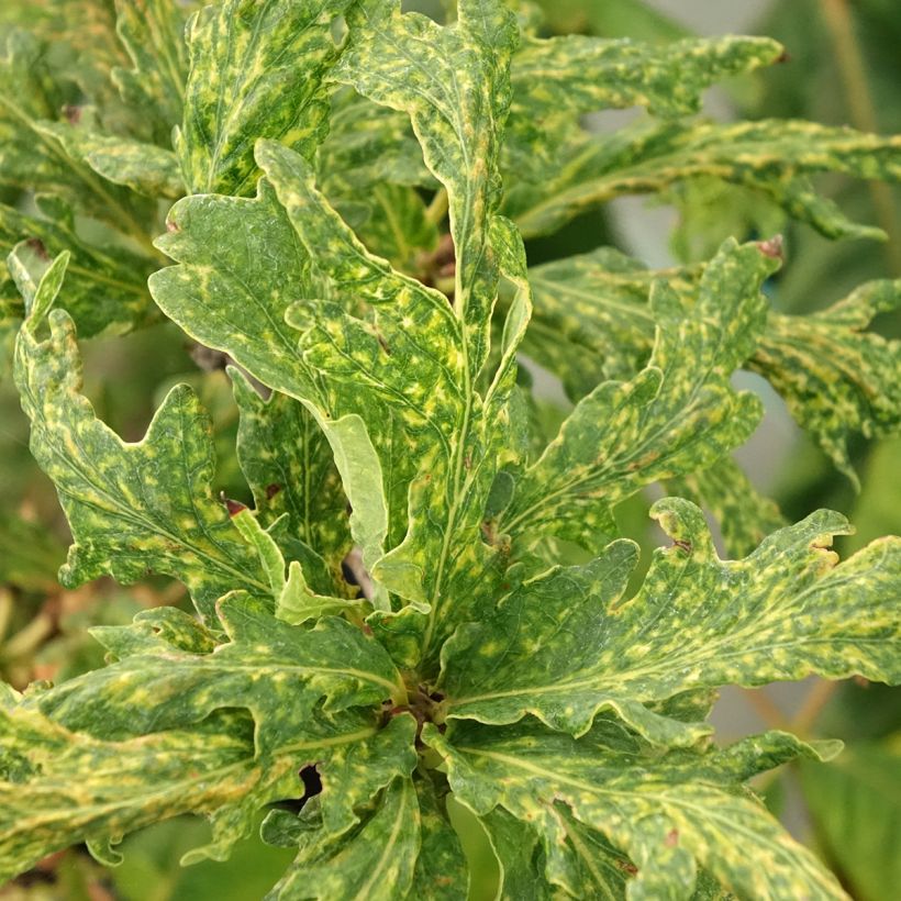 Quercus robur Salfast - English oak (Foliage)