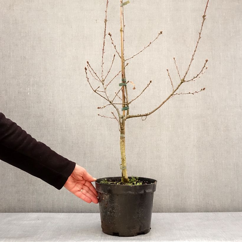 Quercus robur Salicifolia - English oak 4L/5L pot sample as delivered in winter