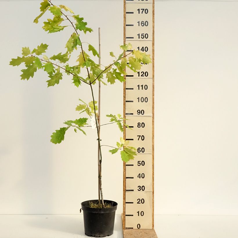 Quercus rubra Aurea 7.5L/10L pot sample as delivered in summer