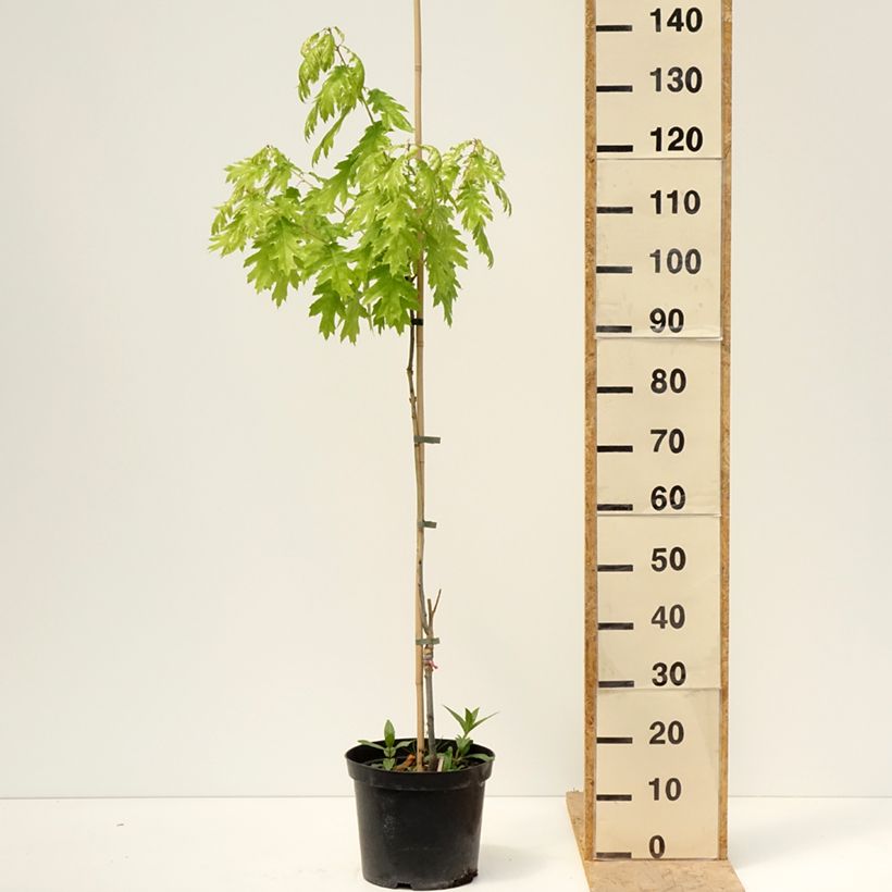 Quercus rubra Wolfsdonk's Pride 7.5L/10L pot sample as delivered in spring