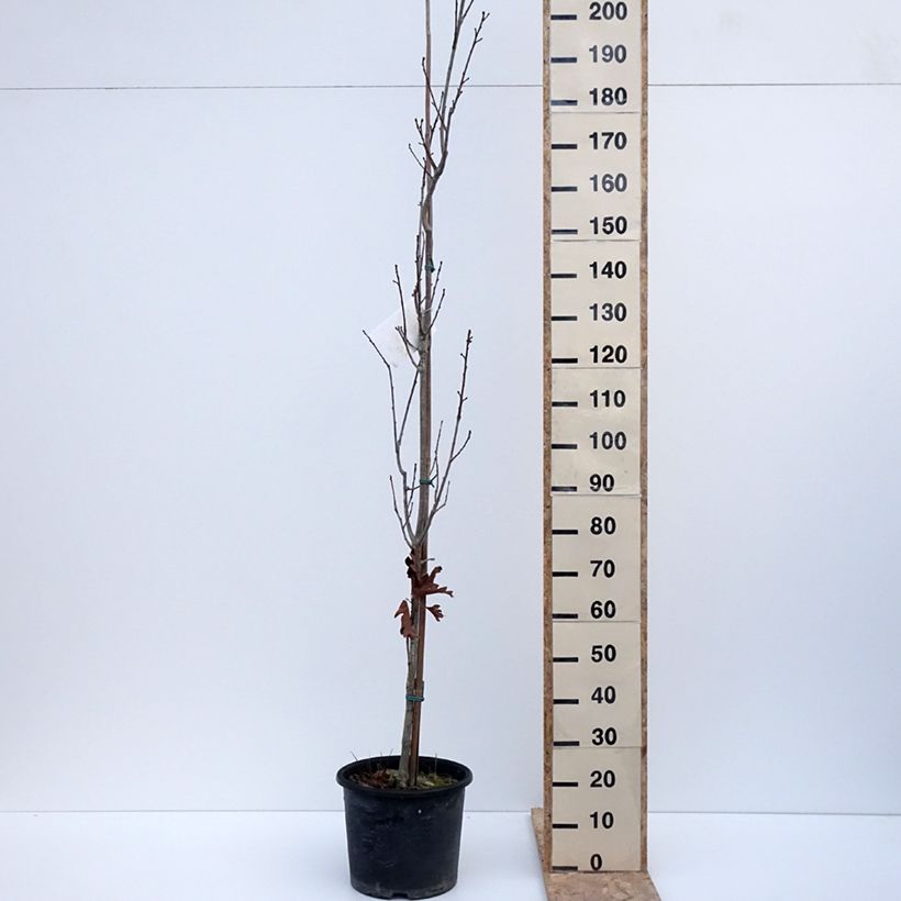 Quercus warei Chimney Fire 7.5L/10L potShipped height around 200cm sample as delivered in winter