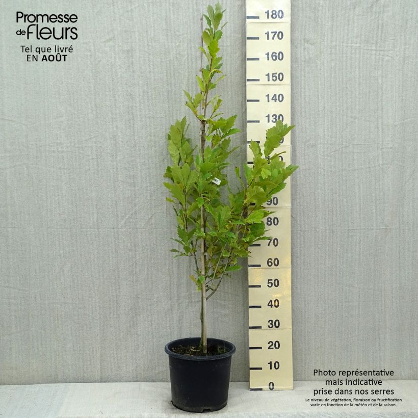 Quercus warei Windcandle 7.5L/10L pot sample as delivered in summer