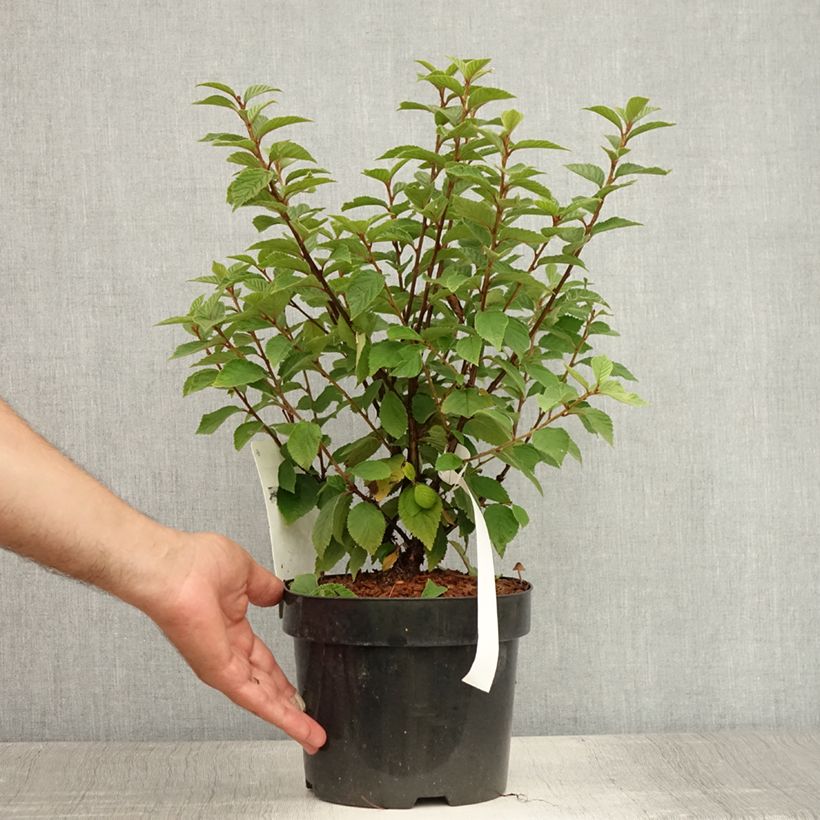 Prunus tomentosa - Nanking Cherry 2L/3L pot sample as delivered in summer