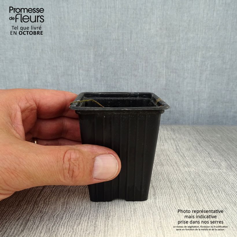 Horseradish - Armoracia rusticana - German Mustard 7/8 cm pot sample as delivered in autumn