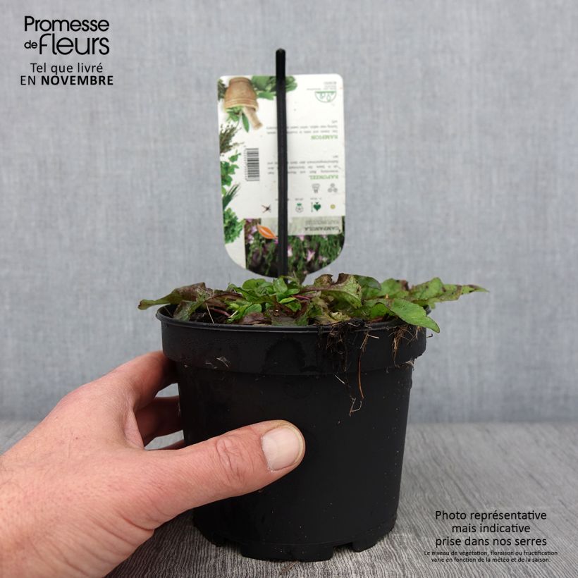 Campanula rapunculus - Rampion 1.5L/2L pot sample as delivered in autumn