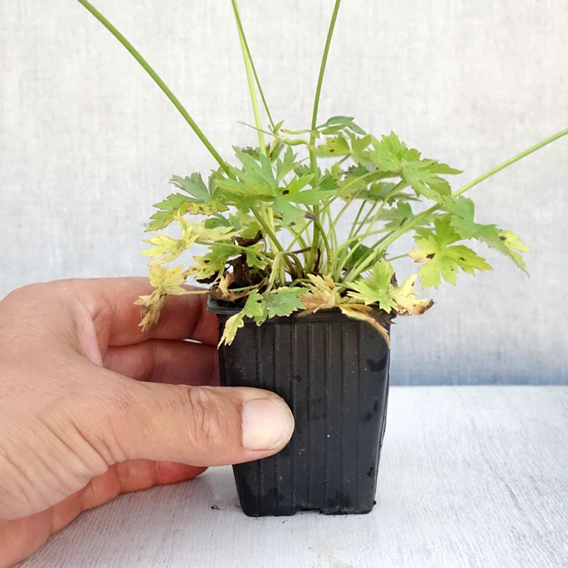 Ranunculus acris - Meadow Buttercup 7/8 cm pot sample as delivered in summer