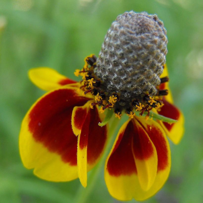 Ratibida columnifera Pulcherrima - Mexican Hat (Flowering)