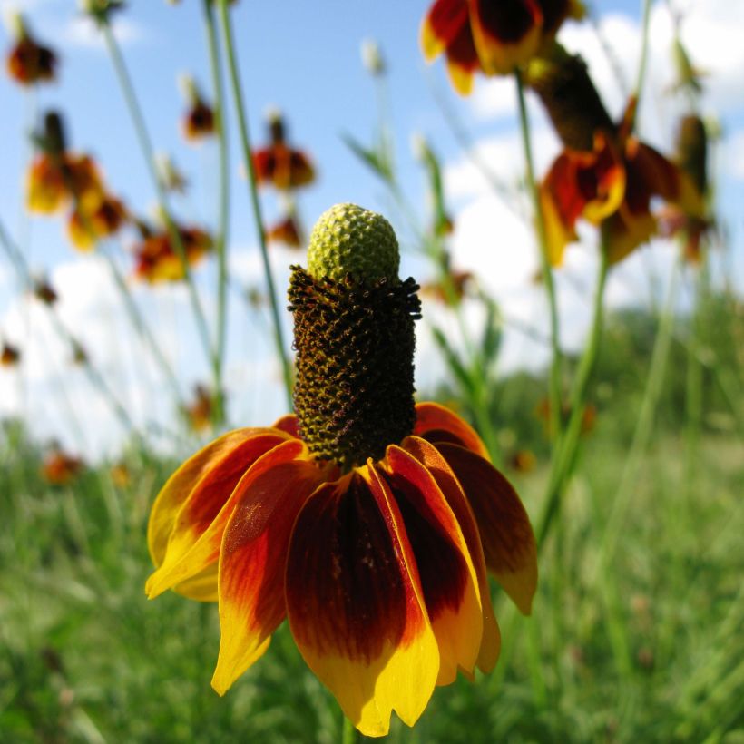 Ratibida columnifera Pulcherrima - Mexican Hat (Plant habit)