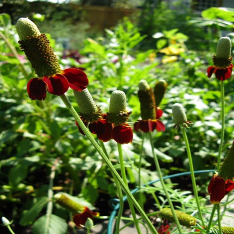 Ratibida columnifera Red Midget - Mexican Hat (Plant habit)