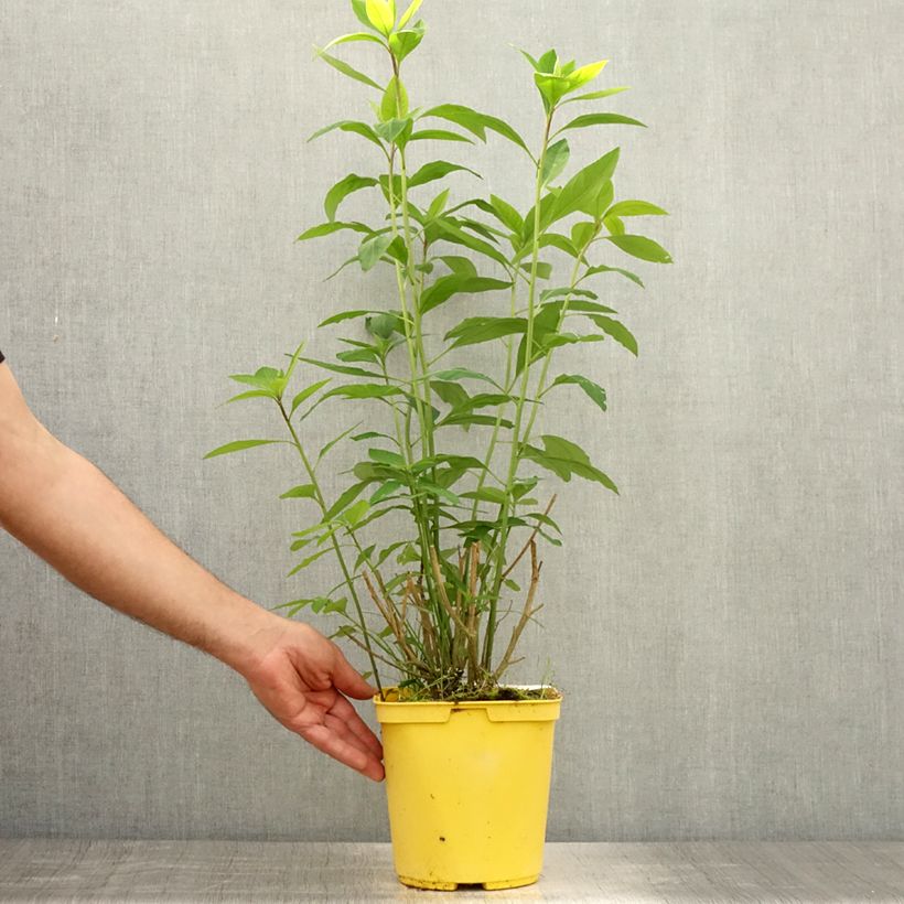 Reinwardtia indica - Yellow Flax 4L/5L pot sample as delivered in summer