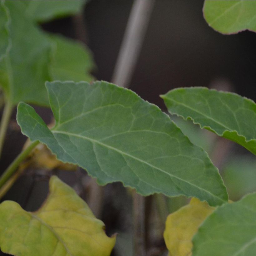 Fallopia aubertii (Foliage)