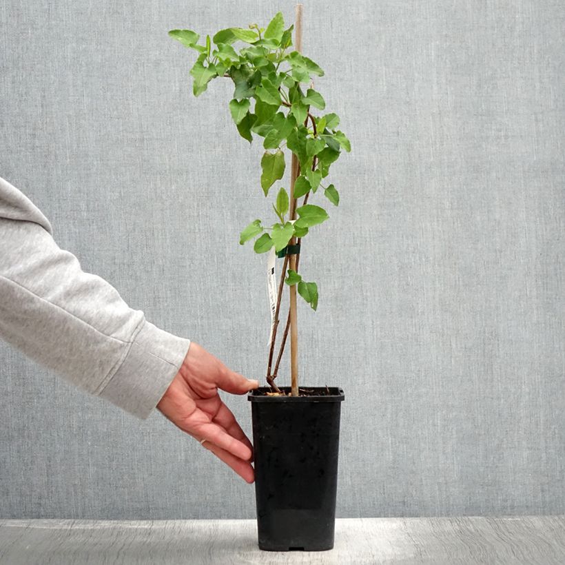 Fallopia aubertii 1.5L/2L pot sample as delivered in summer