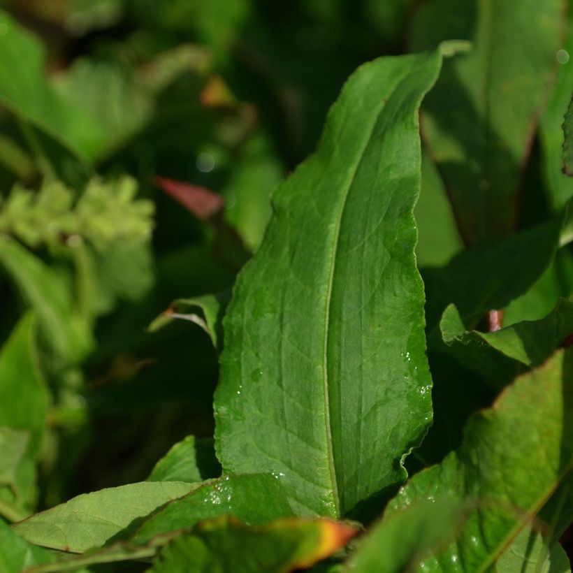 Persicaria amplexicaulis Pink Elephant - Mountain Fleece (Foliage)