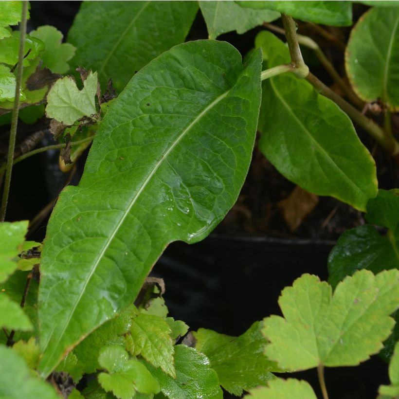 Persicaria amplexicaulis Alba - Mountain Fleece (Foliage)