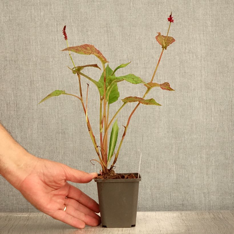 Persicaria amplexicaulis Black Dreams - Mountain Fleece 8/9 cm pot sample as delivered in summer
