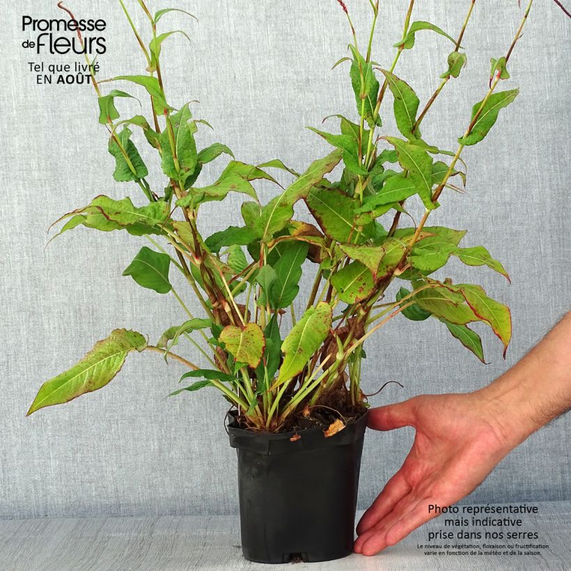 Persicaria amplexicaulis Blackfield - Mountain Fleece 2L/3L pot sample as delivered in summer