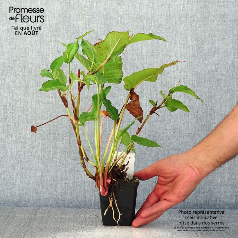 Persicaria amplexicaulis Bloody Mary - Mountain Fleece 8/9 cm pot sample as delivered in summer