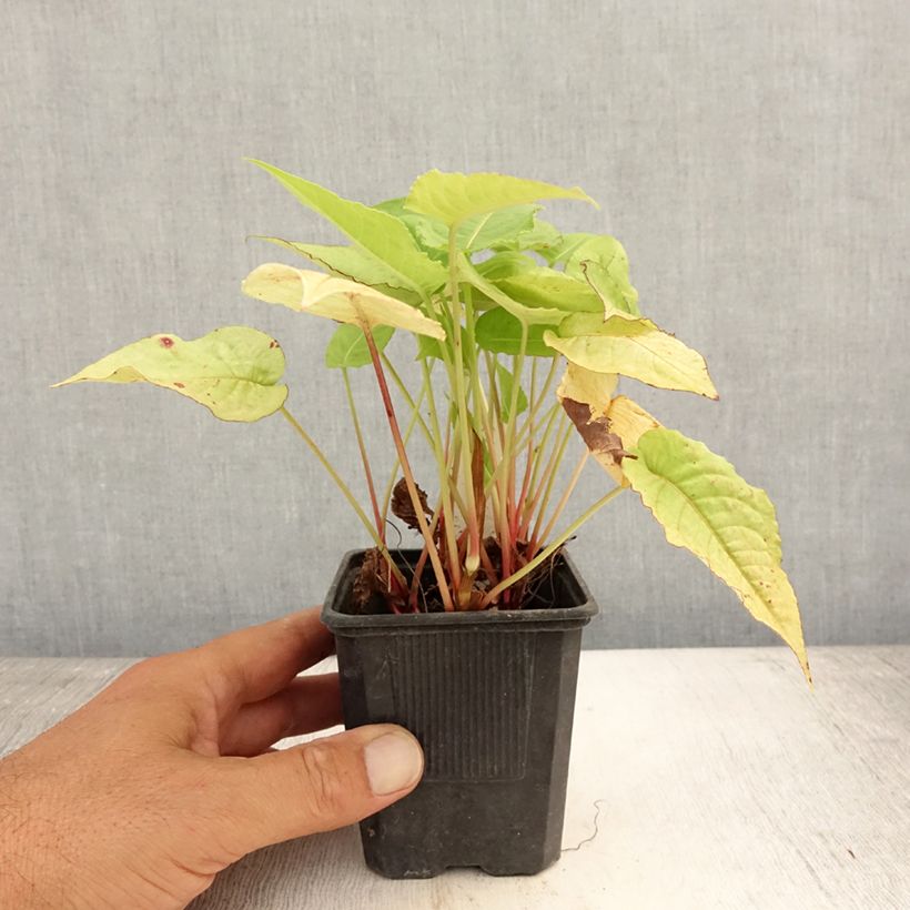 Persicaria amplexicaulis Golden Arrow - Mountain Fleece 8/9 cm pot sample as delivered in summer