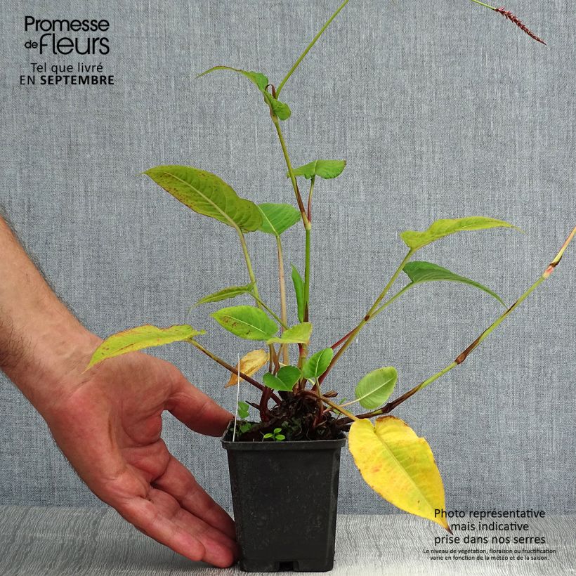 Persicaria amplexicaulis High Society - Mountain Fleece 8/9 cm pot sample as delivered in summer