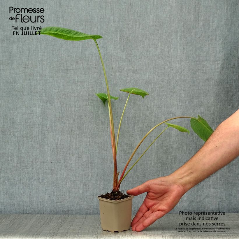 Persicaria amplexicaulis Jo and Guidos Form - Mountain Fleece 8/9 cm pot sample as delivered in summer