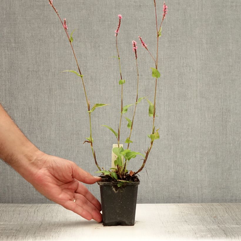 Persicaria amplexicaulis Pink Elephant - Mountain Fleece 8/9 cm pot sample as delivered in summer