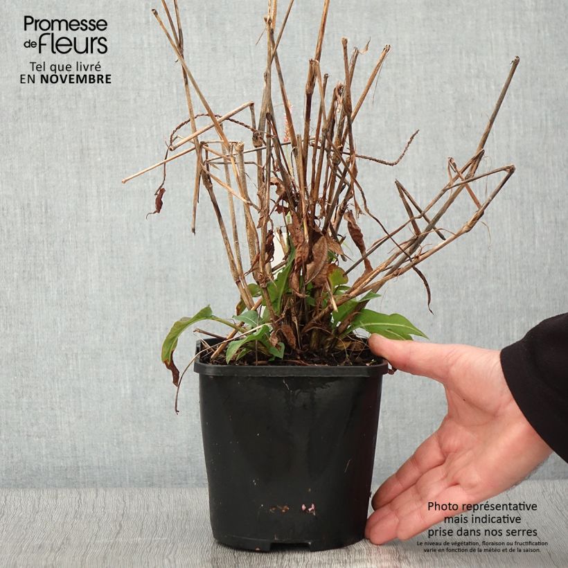 Persicaria amplexicaulis Pink Elephant - Mountain Fleece 1.5L/2L pot sample as delivered in autumn