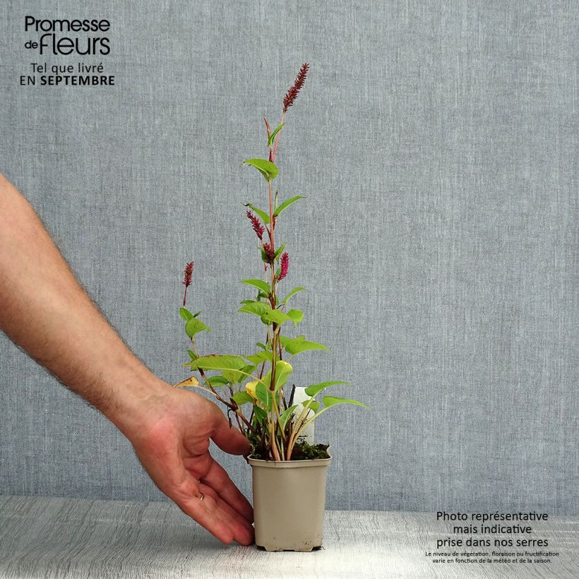 Persicaria amplexicaulis var. pendula - Mountain Fleece 8/9 cm pot sample as delivered in summer
