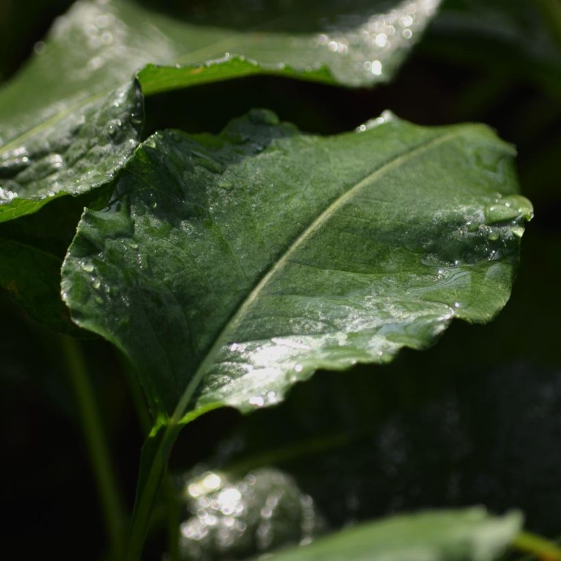 Persicaria bistorta Superba - Bistort (Foliage)