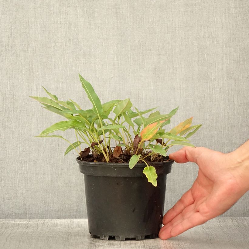 Persicaria bistorta Superba - Bistort 2L/3L pot sample as delivered in summer