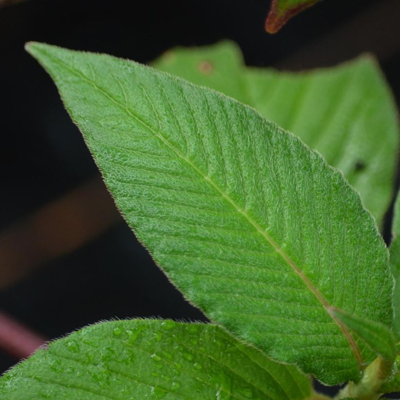 Persicaria campanulata (Foliage)