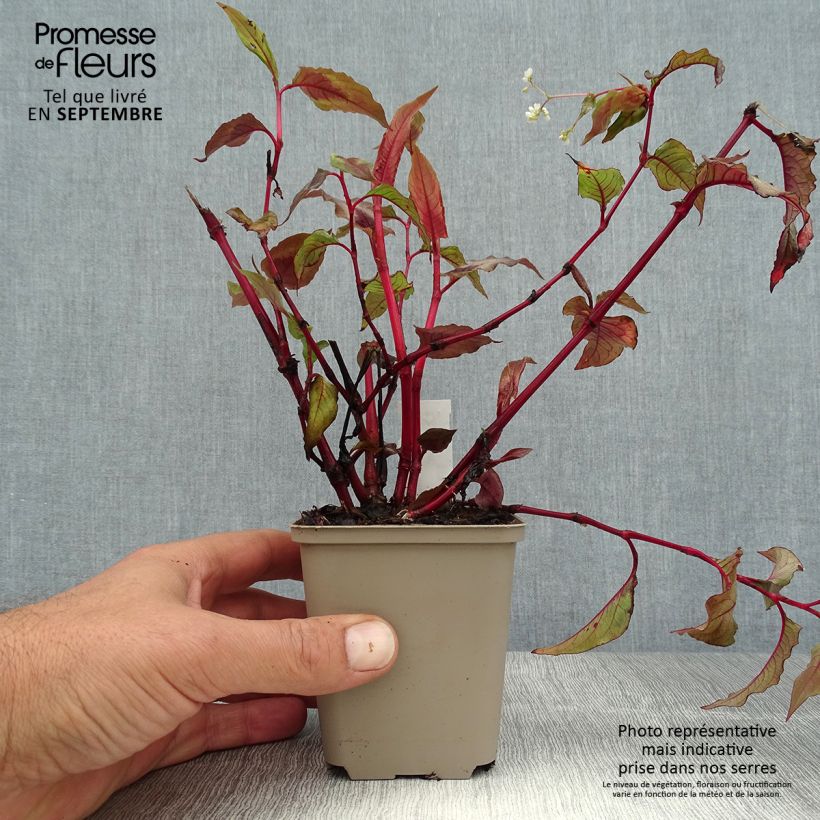 Persicaria microcephala Red Dragon - Knotweed 8/9 cm pot sample as delivered in summer