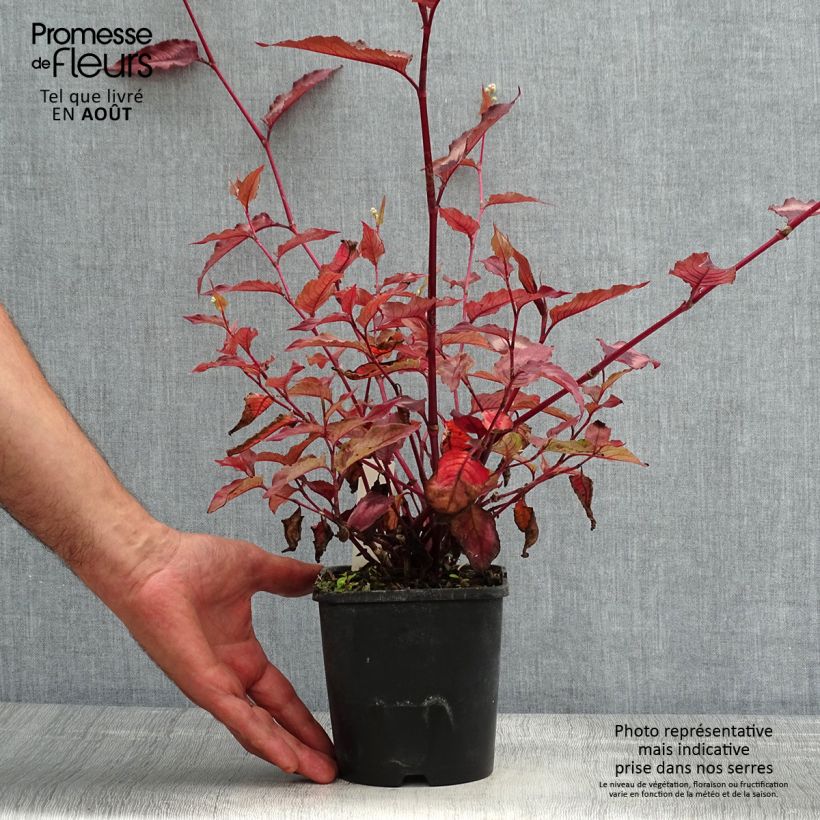 Persicaria microcephala Red Dragon - Knotweed 1.5L/2L pot sample as delivered in summer