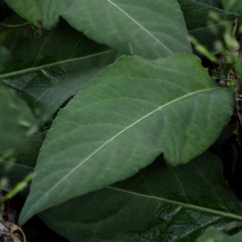 Persicaria tenuicaulis - Slender Bistort (Foliage)