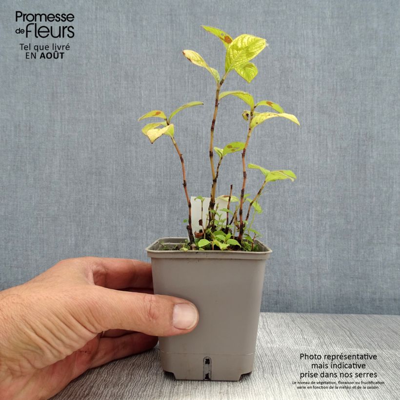 Persicaria virginiana Lance Corporal - Virginia Knotweed 8/9 cm pot sample as delivered in summer