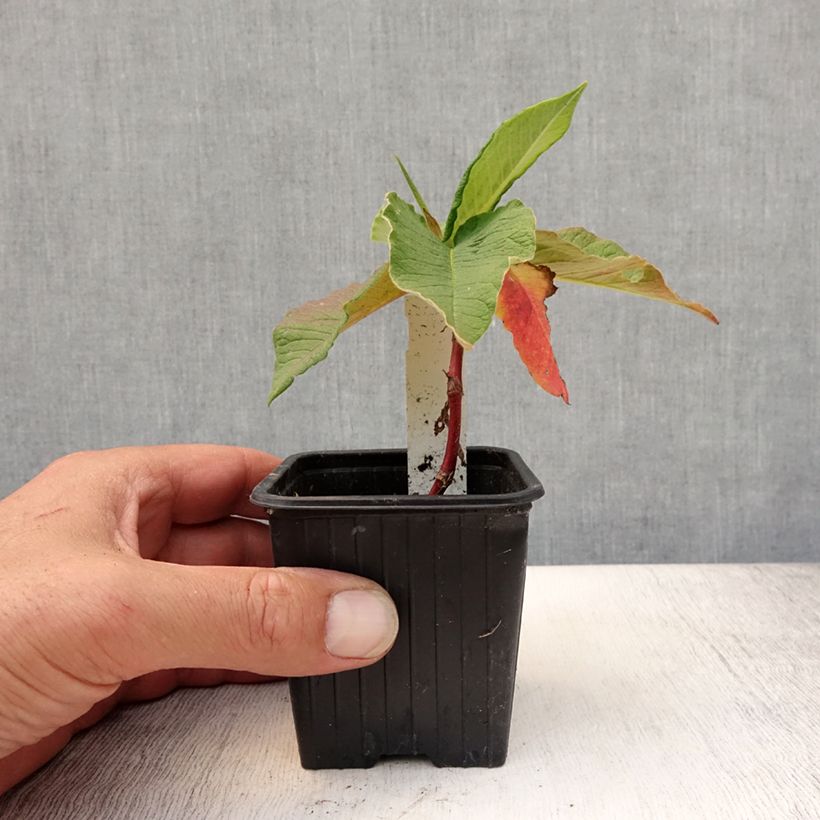 Persicaria weyrichii - Knotweed 8/9 cm pot sample as delivered in summer