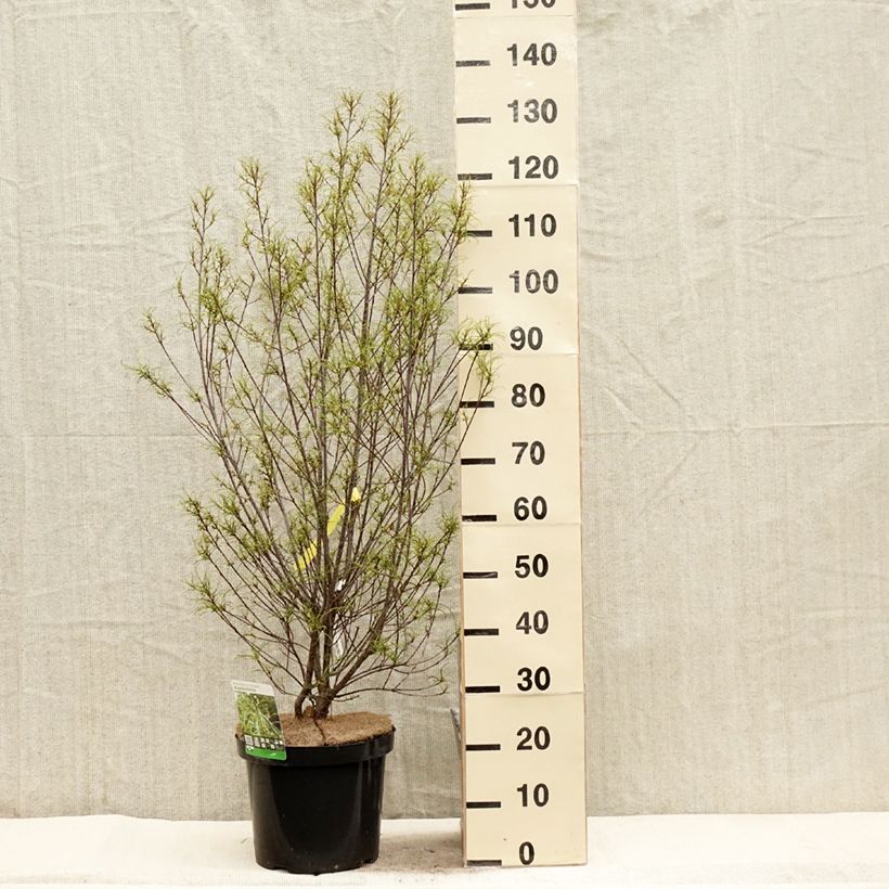 Rhamnus frangula Aspleniifolia - Alder Buckthorn 7.5L/10L pot sample as delivered in spring