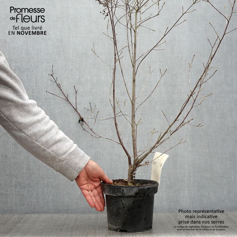 Rhamnus frangula Aspleniifolia - Alder Buckthorn 2L/3L pot sample as delivered in autumn