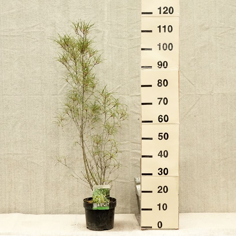 Rhamnus frangula Aspleniifolia - Alder Buckthorn 2L/3L pot sample as delivered in summer