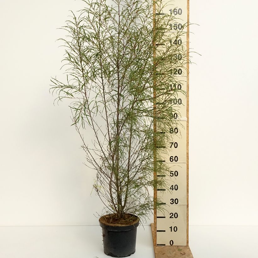 Rhamnus frangula Aspleniifolia - Alder Buckthorn 7.5L/10L pot sample as delivered in summer