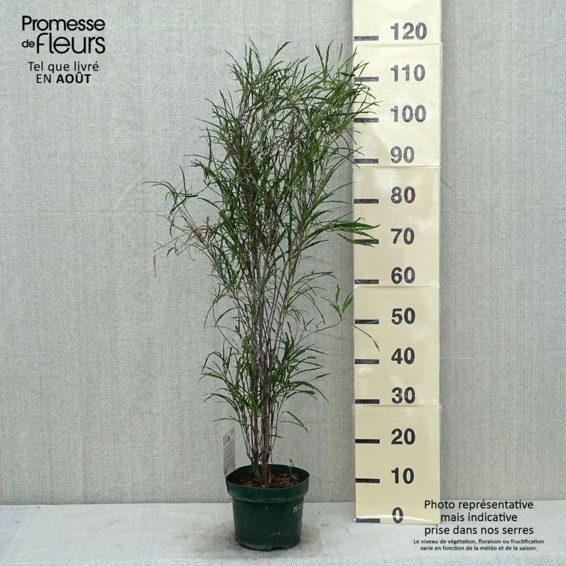 Rhamnus frangula Fine Line - Alder Buckthorn 3L/4L pot sample as delivered in summer